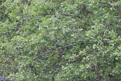 Setophaga coronata auduboni