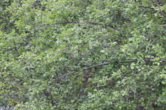 Setophaga coronata auduboni