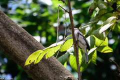 Dryoscopus gambensis