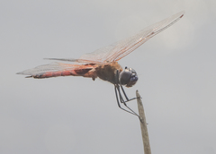 Tramea transmarina