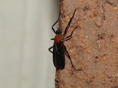 Plecia americana