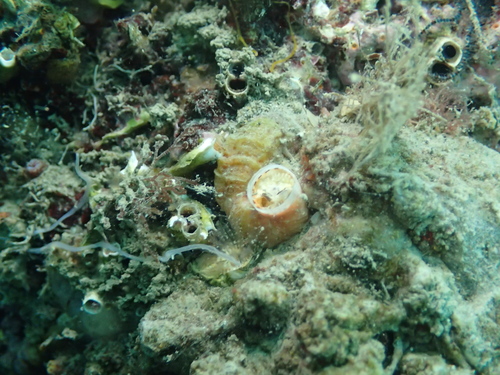 Vermetus triquetrus