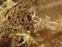 Austroparmelina pseudorelicina