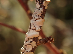 Austroparmelina pseudorelicina