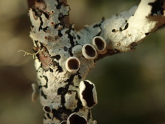 Austroparmelina pseudorelicina