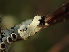 Austroparmelina pseudorelicina