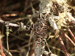 Austroparmelina pseudorelicina