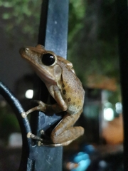 Polypedates megacephalus