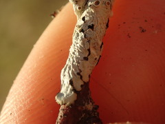 Austroparmelina pseudorelicina