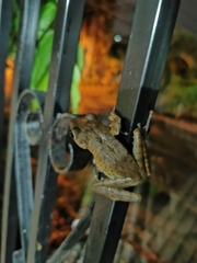 Polypedates megacephalus