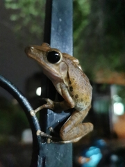 Polypedates megacephalus