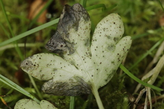 Puccinia albescens