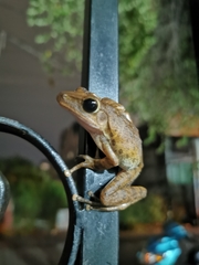 Polypedates megacephalus