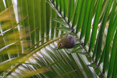 Zosterops abyssinicus