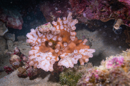 Turbinaria heronensis