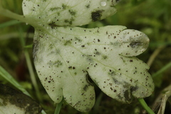 Puccinia albescens