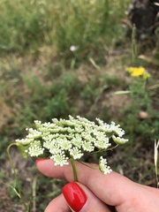 Pimpinella