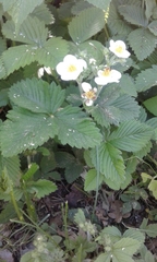Fragaria moschata
