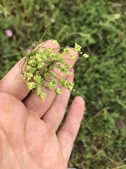 Pimpinella