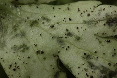 Puccinia albescens