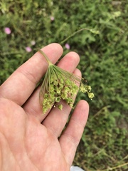 Pimpinella