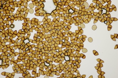Puccinia albescens