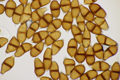 Puccinia albescens