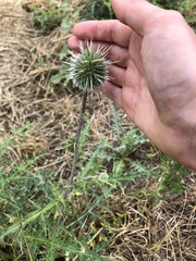 Echinops orientalis