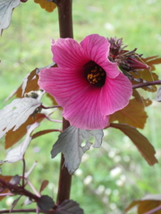 Hibiscus acetosella