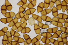 Puccinia albescens