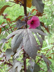 Hibiscus acetosella