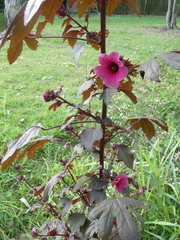 Hibiscus acetosella
