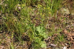 Alchemilla trichocrater