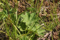 Alchemilla trichocrater