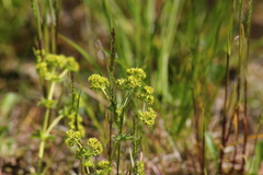 Alchemilla trichocrater