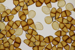 Puccinia albescens