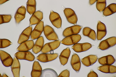 Puccinia albescens