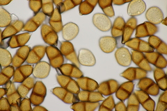 Puccinia albescens