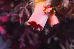 Cladopsammia gracilis