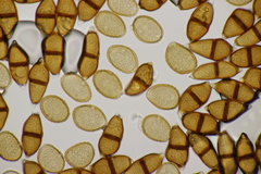 Puccinia albescens
