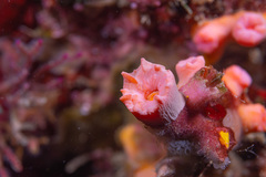 Cladopsammia gracilis