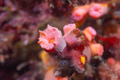 Cladopsammia gracilis