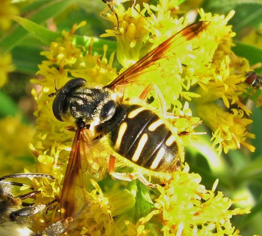Oblique-banded Pond Fly