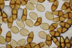 Puccinia albescens