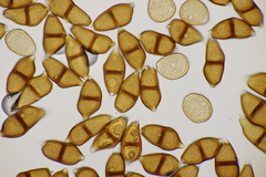 Puccinia albescens
