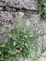 Scrophularia rupestris