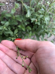 Scrophularia rupestris