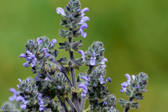 Salvia merjamie