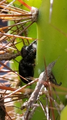 Phidippus audax