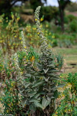 Verbascum sinaiticum